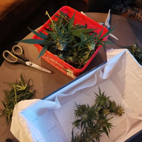 Lucia the 2nd growlog timeline photo