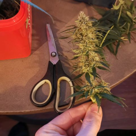 Lucia the 2nd growlog timeline photo