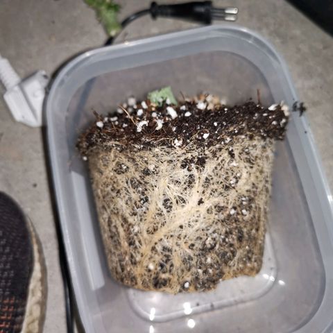 Lucia the 2nd growlog timeline photo
