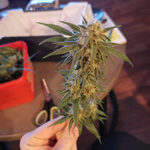 Lucia the 2nd growlog timeline photo