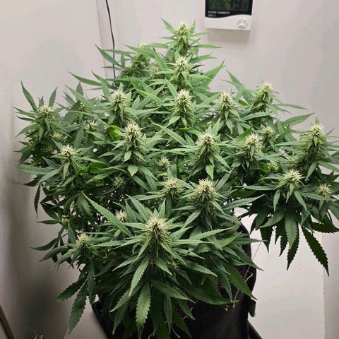 Super Lemon Haze - Royal Queen growlog timeline photo