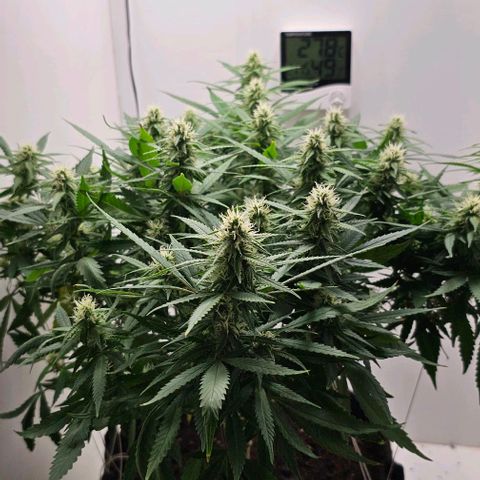 Super Lemon Haze - Royal Queen growlog timeline photo