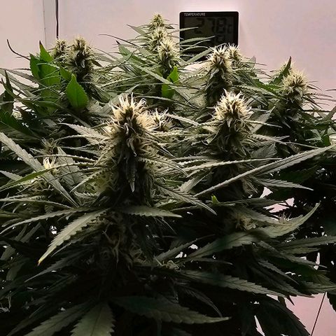 Super Lemon Haze - Royal Queen growlog timeline photo