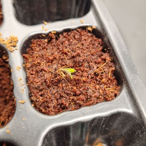 AK47 #1 growlog timeline photo