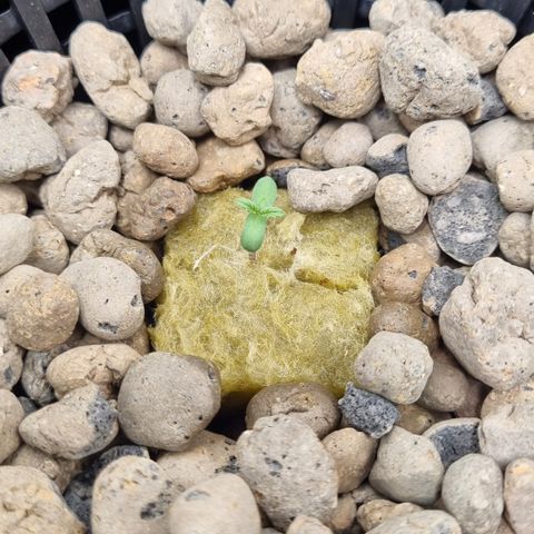 AK47 #1 growlog timeline photo