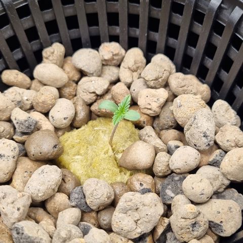 AK47 #1 growlog timeline photo
