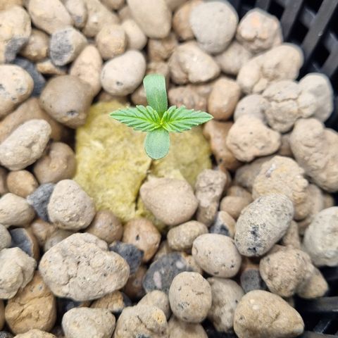 AK47 #1 growlog timeline photo