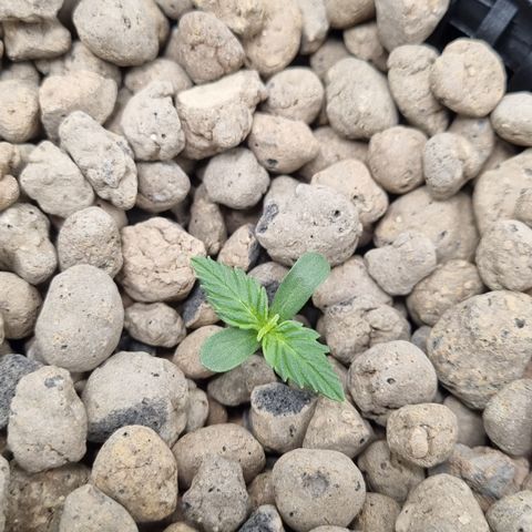 AK47 #1 growlog timeline photo