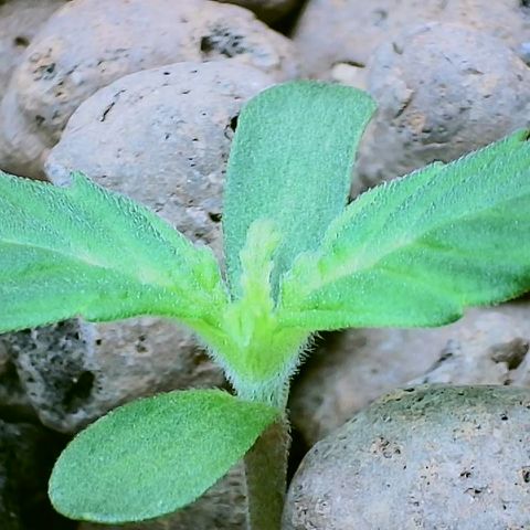 AK47 #1 growlog timeline photo