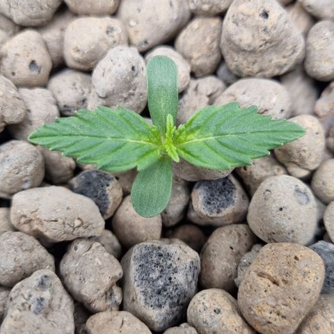 AK47 #1 growlog timeline photo