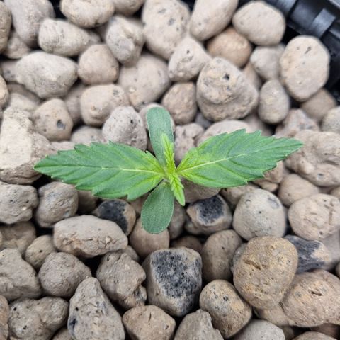 AK47 #1 growlog timeline photo