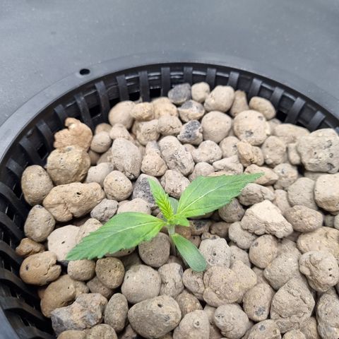 AK47 #1 growlog timeline photo