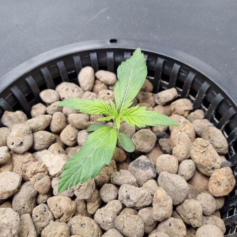 AK47 #1 growlog timeline photo