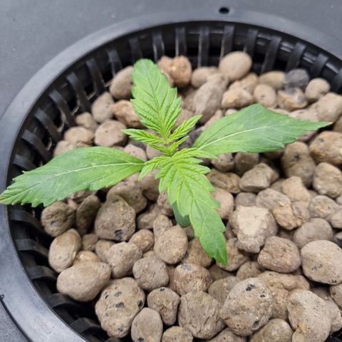 AK47 #1 growlog timeline photo