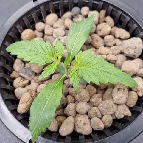 AK47 #1 growlog timeline photo