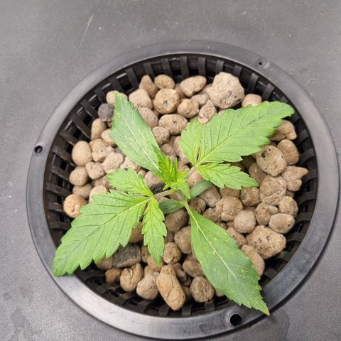 AK47 #1 growlog timeline photo