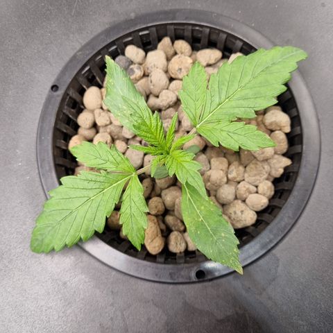 AK47 #1 growlog timeline photo