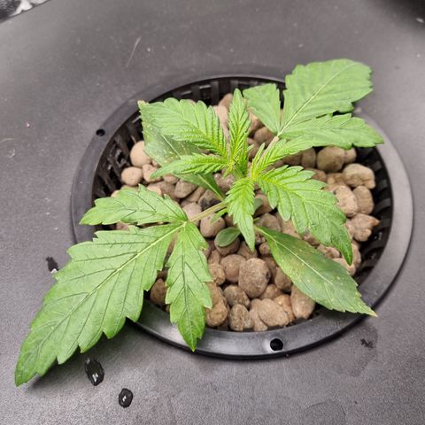 AK47 #1 growlog timeline photo
