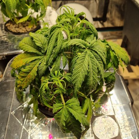 AK47 #1 growlog timeline photo