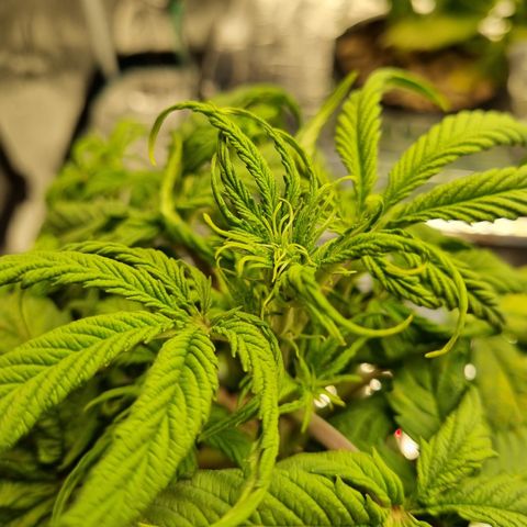 AK47 #1 growlog timeline photo