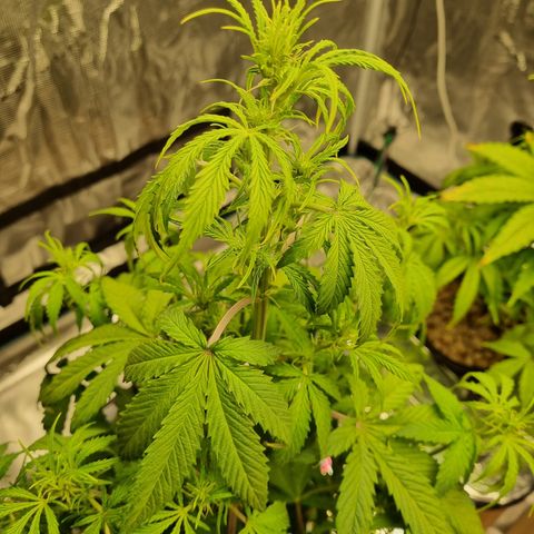 AK47 #1 growlog timeline photo
