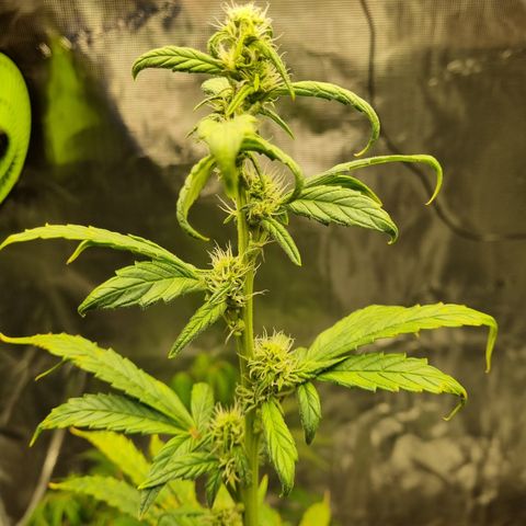 AK47 #1 growlog timeline photo