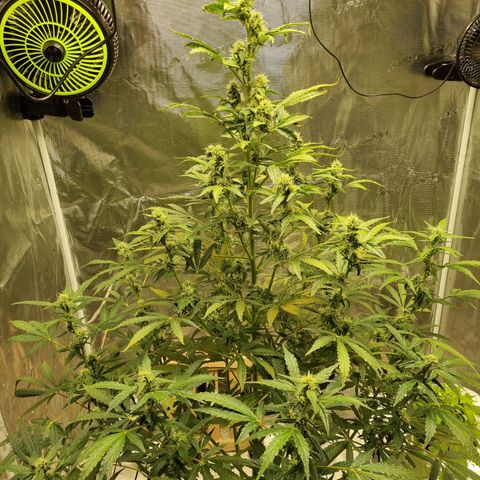 AK47 #1 growlog timeline photo