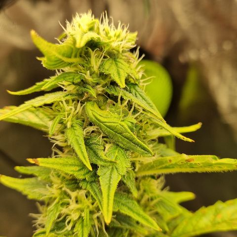 AK47 #1 growlog timeline photo