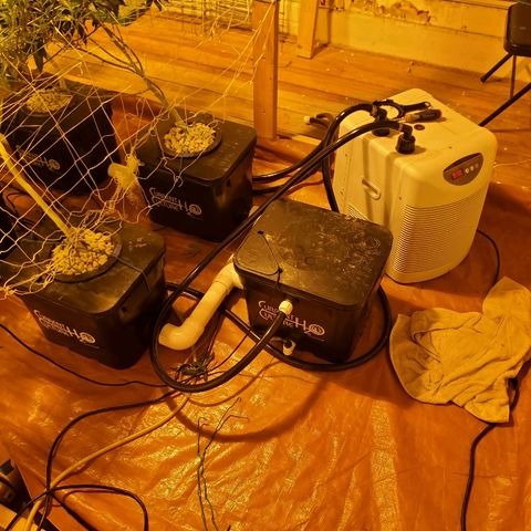 Banana Cake growlog photo: Moved chiller and successfully stopped room from temp shutdown