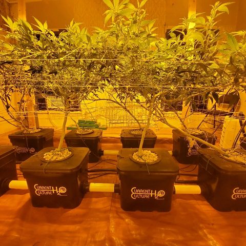 Banana Cake growlog timeline photo