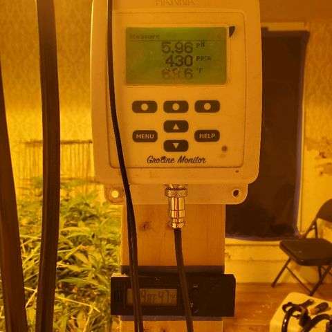 Banana Cake growlog timeline photo