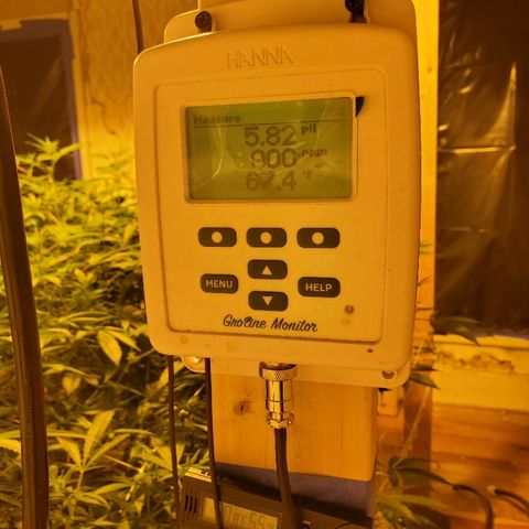 Banana Cake growlog timeline photo
