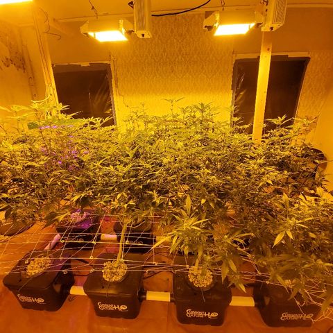 Banana Cake growlog timeline photo
