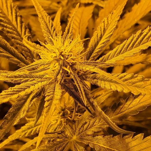 Banana Cake growlog timeline photo