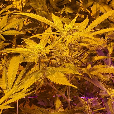 Banana Cake growlog timeline photo