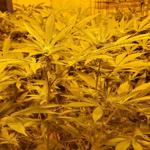 Banana Cake growlog timeline photo