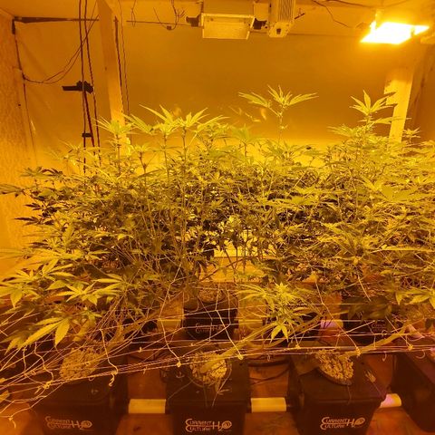 Banana Cake growlog timeline photo