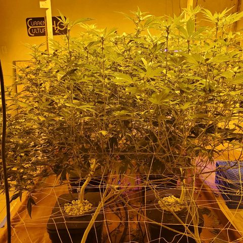 Banana Cake growlog timeline photo