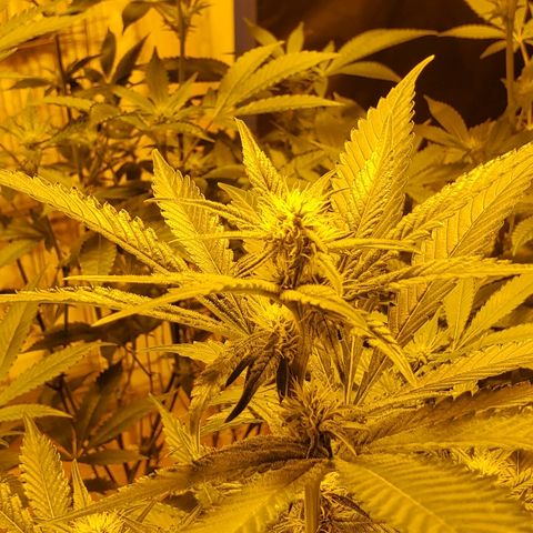 Banana Cake growlog timeline photo