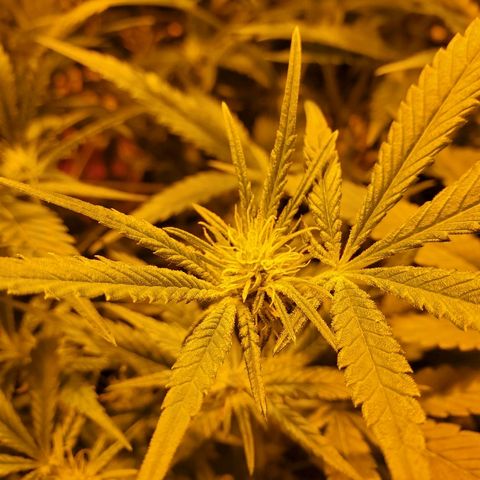 Banana Cake growlog timeline photo