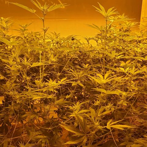 Banana Cake growlog timeline photo