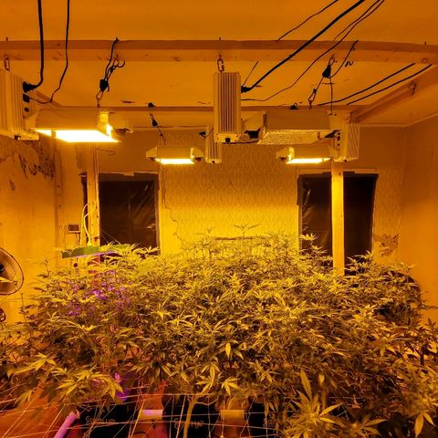 Banana Cake growlog timeline photo