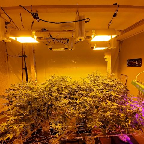 Banana Cake growlog timeline photo
