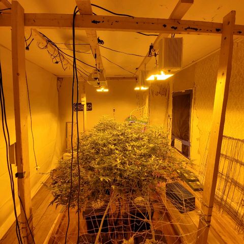 Banana Cake growlog timeline photo