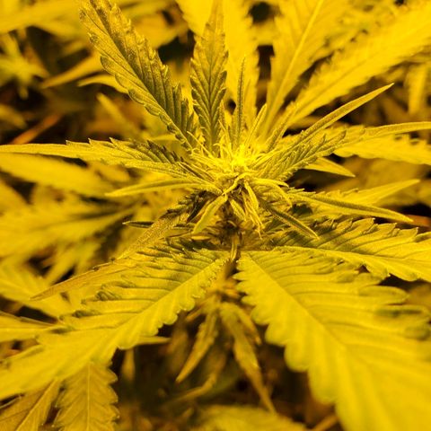 Banana Cake growlog timeline photo
