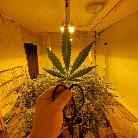 Banana Cake growlog timeline photo