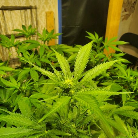 Banana Cake growlog timeline photo