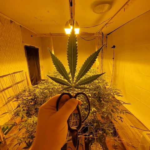 Banana Cake growlog timeline photo