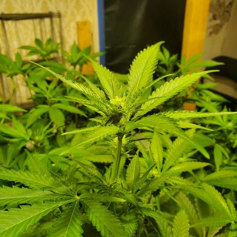 Banana Cake growlog timeline photo