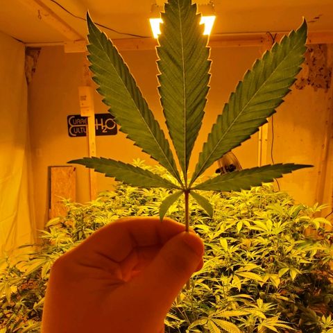 Banana Cake growlog timeline photo